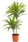 Dehner – Árbol de dragón Lemon Lime, de dos niveles, aprox. 60 – 70 cm, diámetro de la maceta 17 cm, planta interior.