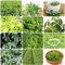 15 pcs jiaogulan pflanze winterhart samen - balkonpflanzen winterhart,Gynostemma pentaphyllum, ausgefallene geschenke deko pflanzen garten geschenke für frauen praktische geschenke