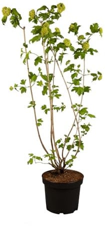 Gefüllter Schneeball 'Roseum' im 5 Liter Topf - 80-100 cm Höhe - frühblühender Blühstrauch