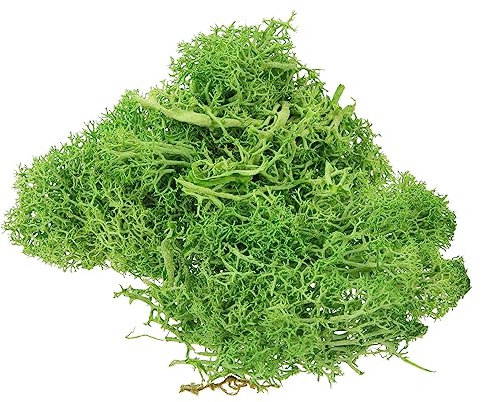 BESPORTBLE 1 gefälschtes grünes Gras gefälschte grüne Flechte kunstpflanze kunstplflanze Anlage Bilderrahmen Pflanzenmoos Kunstmoos für Topfpflanzen künstlich Kunsthandwerk Modell Blumentopf