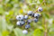 Vaccinium corymbosum 'Toro' 60-80 cm - Amerikanische Heidelbeere, große blaue Beeren, Erntezeit Juli-August, ideal für Naschgärten, winterhart und pflegeleicht