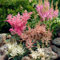 Astilbe Stauden Super Kollektion (10 Wurzeln) Winterharte mischung von 5 Sorten, große Mehrjährig Pflanzen aus Holland, Ideal für Garten und Blumenbeete (kein Samen, nicht künstlich und zwiebeln)