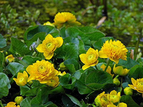 PondPlantsUK 2 x Marginal Plants - Including a pot and compost - Live Water Plant Aquatic Pond Lake Marginal (Caltha palustris plena (Double marsh marigold))