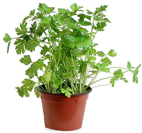 Perejil Maceta 14cm Planta Aromática Planta para Cocinar Perejil Liso Petroselinum Crispum