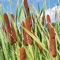 rohrkolben pflanzen samen - Typha latifolia- winterharte pflanzen für garten wasserpflanzen miniteich、pflanzentopf teichpflanzen、gewächshaus balkon gartenpflanzen winterhart mehrjährig 300pcs