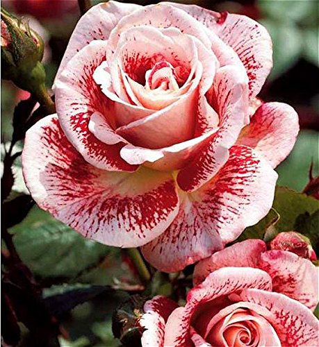 Rot: Ga 100 Rainbow Rose Seeds Wunderschöne gestreifte Rosensträucher Diy Home Osmanthus Staude Blume Garten Pflanze Sementes Bonsai Seed
