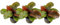 AquaOne Aquarium Pflanze 3 Stück Echinodorus 'Reni' rot I Wasserpflanze Aquariumpflanze Rosette voll durchwurzelt einfach pflegeleicht Aquascaping Dekoration