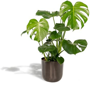 Monstera deliciosa y su maceta negra