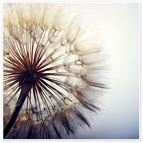 Große Pusteblume Poster 30 x 30 cm Wandbilder Wanddeko