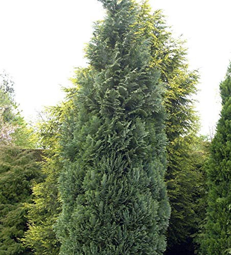 Blaue Säulenzypresse 100-125cm - Chamaecyparis lawsoniana