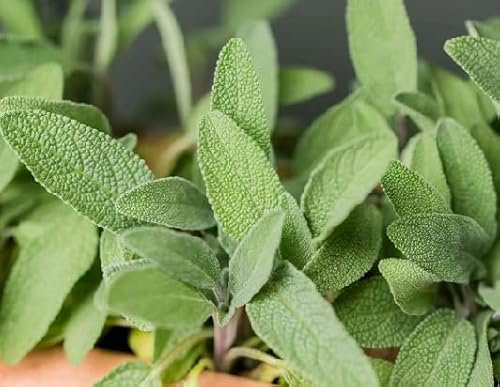 50 graines de sauge verte