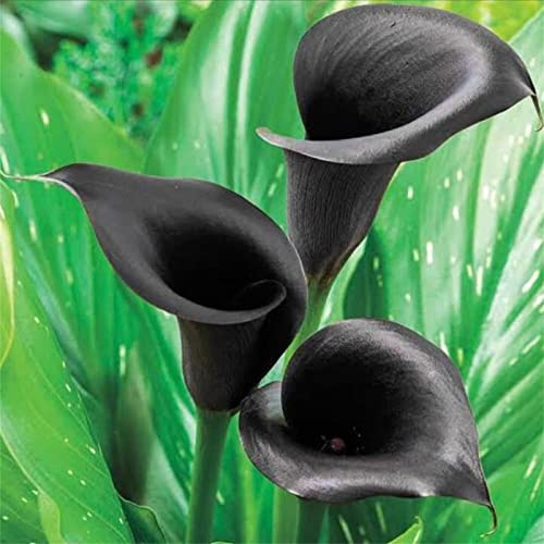 Calas Gigantes Bulbos De Calas, Zantedeschia Aethiopica Calas Bulbos, Calas Gigantes Bulbos De Calas De Colores, Bulbos Calas Colores Bulbos, Novato, JardíN, Calas Plantas,-4bulbos-H