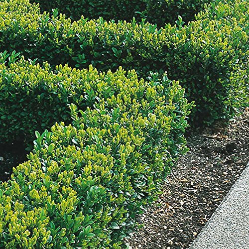 GardenersDream 100 x Buxus Sempervirens Hedging Plants - All Year Round Outdoor Plants - Evergreen Garden Shrubs for Gardens and Borders - Outdoor Garden Ready Plant (20-40 cm incl. 9 cm Pot)