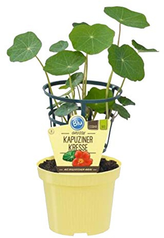 Bio Kapuzinerkresse (Tropaeolum majus), Kräuter Pflanzen aus nachhaltigem Anbau