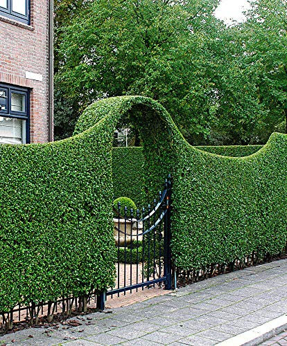 Portal Cool Ligustrum Vulgare - 30 bacche (circa 45 semi) Completa Resistente a -15 °C