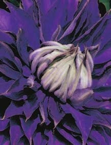 Clematis hybride Multi Blue (60-100 cm) - Waldrebe/Klematis