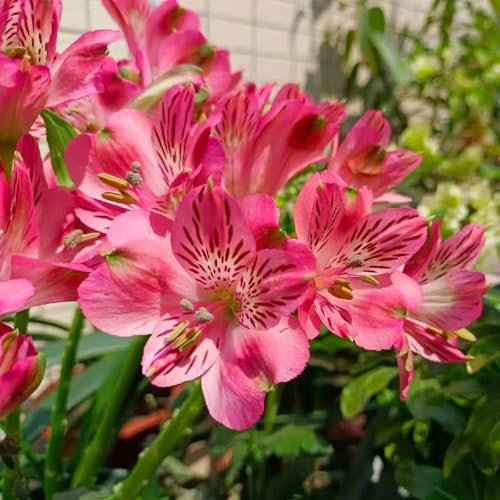 semillas de alstroemeria - semillas de flores plantas jardín plantas en macetas interior en macetas planta maceta perennes exóticas resistentes al aire libre flores alstroemeria bonsái 80pcs