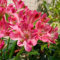 semillas de alstroemeria - semillas de flores plantas jardín plantas en macetas interior en macetas planta maceta perennes exóticas resistentes al aire libre flores alstroemeria bonsái 80pcs
