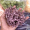 WOOAI 3 g/Lotion, natürliche, frische konservierte Blumen, getrocknete Hortensien, Blumenkopf für Heimwerker, echte ewige Lebensblumen, Material 02