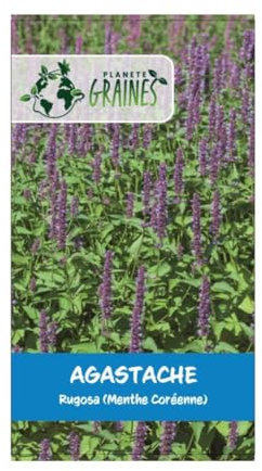 graines agastache rugosa 0,1 gramme soit environ 240 graines - aromatique violet - Planete graines