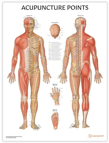 Anatomy Stuff Akupunkturpunkte-Diagramm / Poster, 45 x 60 cm, Akupunkteur-Diagramm, chinesische Medizin, Klinik, Nadeltherapie