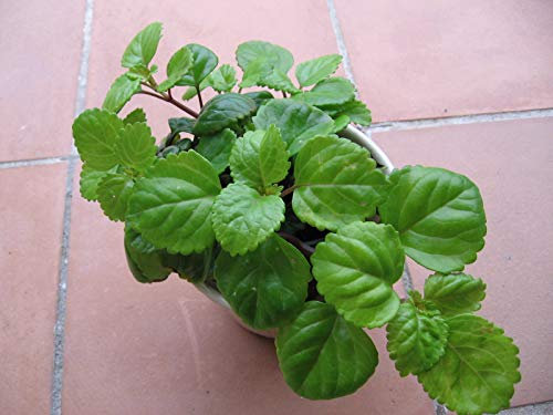 Portal Cool Plectranthus verticillatus 2 Wurzellose Talee, Nizza Casa Flora