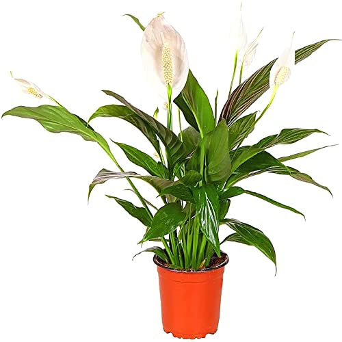 Peace Lily Spathiphyllum House Plant Live Indoor House Potted Tree Peace Lily Perfect for Office, Home, Bedroom, Kitchen and Living Room, Delivered Next Day Prime (Standard)