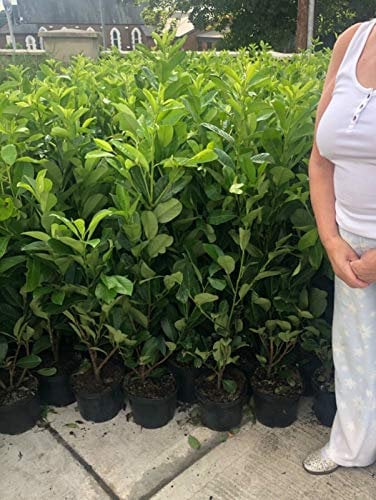 10 Cherry Laurel Hedging Evergreen Plants Fast Growing 70-90cm Large 3 Litre Pots Sunnyside Nurseries