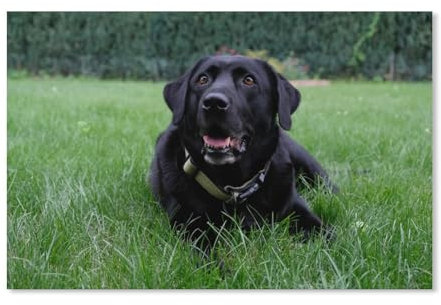 Jigsaw Puzzle 1000 Pieces for Adults,Black Labrador Puppies,Teens Boys Girls Puzzles Difficult Thick Sturdy Pieces Challenging Puzzle for Party Games(38x26cm)-F37