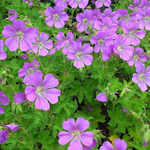 Geranium Gracile-Hybr. 'Sirak' - Storchschnabel, im 0,5 Liter Topf, violettrosa blühend