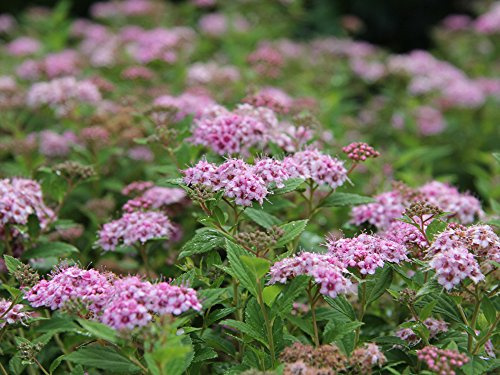Rosa Blüte - Zwergspiere 'Little Princess' - Spiraea japonica 'Little Princess' - Containerware 30-40 cm - Garten von Ehren®