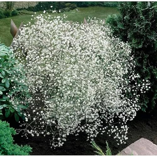 Gypsophila paniculata, Hohes Schleierkraut 100 Samen