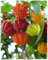Eugenia uniflora – Ciliegia di Cayenna (Pitanga), Pianta da Frutto Tropicale in Vaso – Frutti Aromatici Ricchi di Vitamina C, Ideale per Climi Miti – FOTO REALI