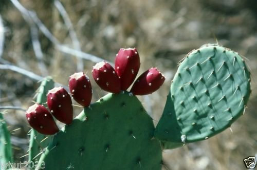 Prickly Pear Cactus semi (Cold Hardy perenni) 10 semi-Opuntia Humifusa