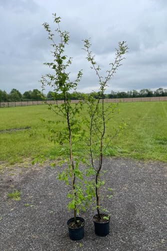 30st. Hainbuchen 150-200cm ohne Topf gemessen Heckenpflanzen Carpinus betulus Hecke Weißbuche Gartenhecke Hainbuche Heckenpflanzen