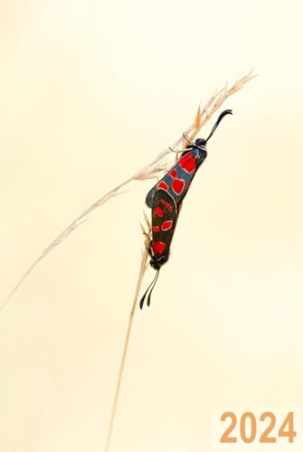 2024: Kalender 2024 - Wochenplaner - DIN A5 - eine Woche pro Doppelseite - Widderchen