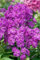 Phlox paniculata Flame Series 'Lilac Flame' ca. 11x11 cm Topf - Flammenblume, lila Blüten, Blütezeit Juli-September, ideal für Rabatten, bienenfreundlich, pflegeleicht