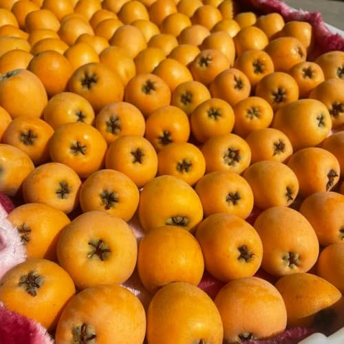 semi di nespolo giapponese piante da frutto colonnari da balcone resistenti nespolo giapponese decorazione dell'albero di frutta alberi giardino resistenti semi frutta fresca, 50pcs