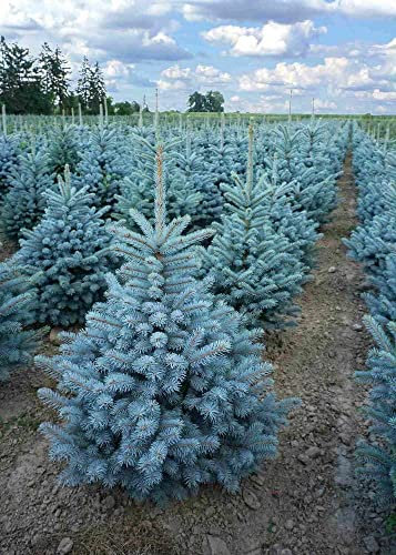 Abete blu pino argentato Picea pungens Super Blue Seedling albero di Natale pianta in vaso ø35 cm h. 80/90 cm Vivaio di Castelletto