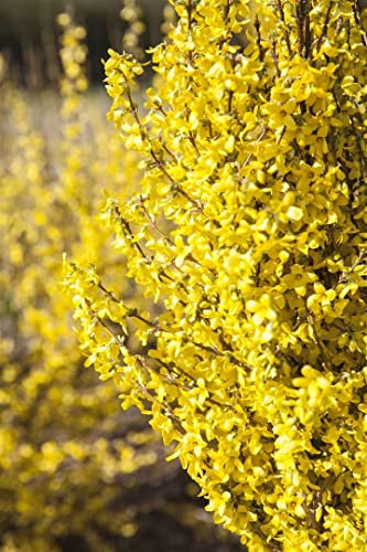 Forsythia × intermedia 'Week-End' 60 cm Stammhöhe – Winterhart, Mehrjährig, Pflegeleicht – Forsythie – Zierstrauch für Garten & Beet