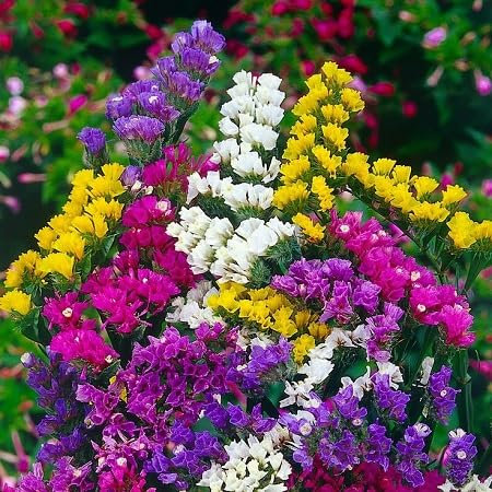 neue frische 50 Stück Statice-Blumensamen