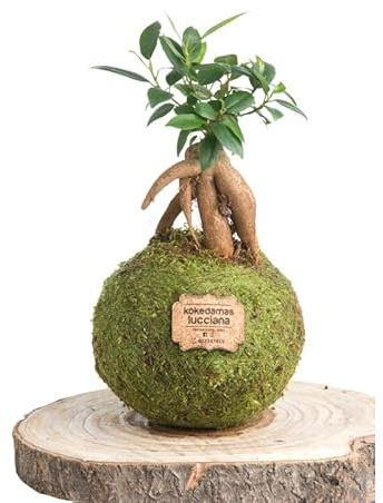 Kokedamas Lucciana Ficus Ginseng Pequeño - Kokedama Interior | Bola de Musgo Vivo | Planta Natural | Planta Interior o Planta Exterior | Decoración Hogar | Fácil Cuidado y Mantenimiento