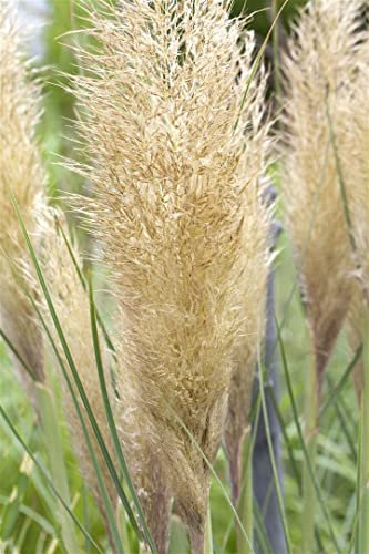 Cortaderia selloana 'Golden Goblin' - Pampasgras, goldene Blätter, ideal für große Kübel, winterhart, pflegeleicht