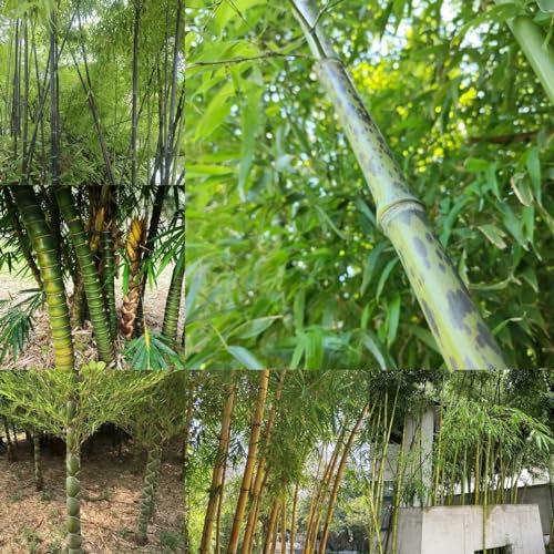 50 pcs Bambus kaufen samen, Bamboo zimmerpflanzen echt, stauden winterhart mehrjährig Bambus Pflanze Echt herbst dekoration pflanzen züchten pflanzen für draußen winterhart Gartenpflanzen