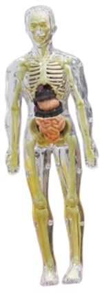 Dickly Puzzle Kits Human Body Puzzle Kits Kinder Anatomie Spielzeug frühe Bildung 3D Anatomie Figur DIY Skeleton Toy für Lehrerversorgungen Zuhause, Transparent