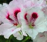 20 Pcs Purple Univalve Geranium Perennial Flower Garden Pelargonium Peltatum Plant for Indoor Rooms, JAFJDE: Army Green