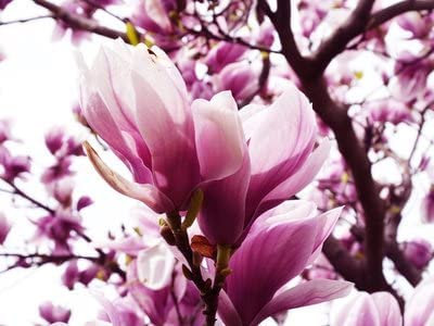 Magnolie Magnolia loebneri 5 Samen FROSTHART