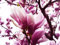 Magnolie Magnolia loebneri 5 Samen FROSTHART