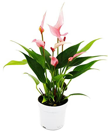 Exotenherz Kleine Flamingoblume Anthurium andreanum Baby-Anthurie Mini-Pflanze 7cm Topf kleinblütig rosa blühend Lilli