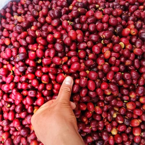 100 piezas semillas de plantas de café, semillas de café, comprar arboles plantas, cafeto semillas de café arábica, Comprar bonsais de jardín Plantar plantas de balcón que sean resistentes.